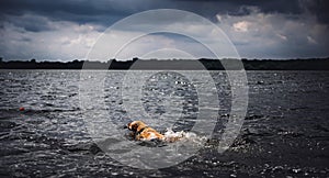 Dog swimming in an open lake with a chew toy.