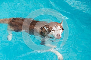 dog swimming in pool