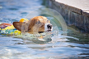 Dog swimming