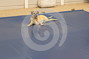 Dog on swimming pool safety cover