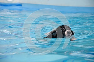 Dog Swimming