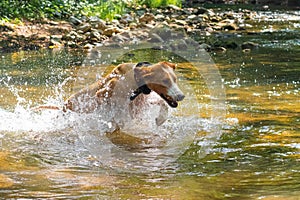 Dog swimming through the river