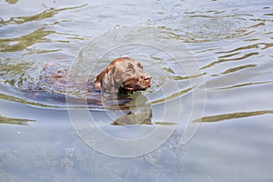 Dog swimming in a river or lake