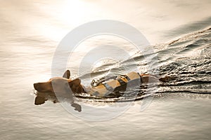 Il cane nuoto 