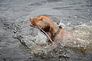 Dog Swimming with a stick