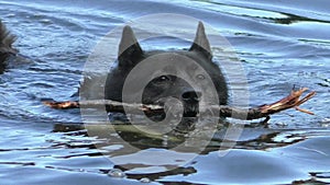 Dog is swimming with a stick in the water.