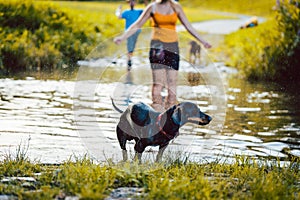 Dog swimming though a pond