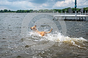 Dog swimming towards a floating toy while playing fetch.