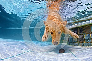 Dog swimming underwater in the pool