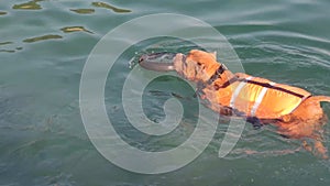 Dog swimming in water wearing orange swimming vest