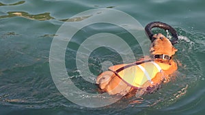 Dog swimming in water wearing orange swimming vest