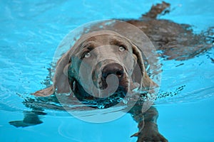 Dog swimming - Weimaraner