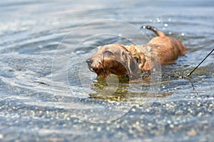 The dog swims along the lake shore. Dog breed wire-haired Dachshund