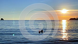 Dog swims in calm Adriatic sea with reflection of sunset