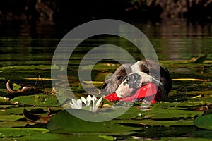 A dog swims with her toy