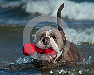 A dog swims with her toy in a wavy sea