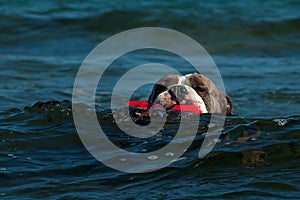 A dog swims with her toy in a wavy sea