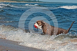 A dog swims with her toy in a wavy sea