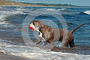 A dog swims with her toy in a wavy sea