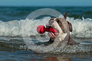 A dog swims with her toy in a wavy sea