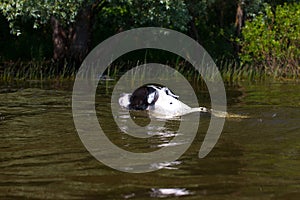 A dog swims in a pond.