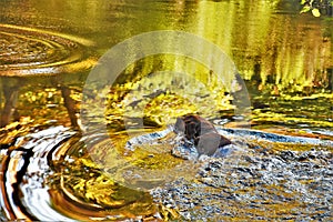 Dog swims on the river