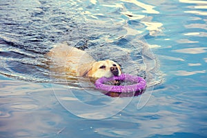Dog swims on the river holding a ring in his teeth
