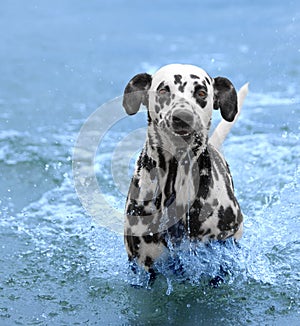 Dog swims and runs into the sea or river