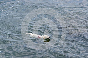 A dog swims in the sea, Tuscany, Italy