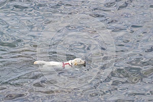 A dog swims in the sea, Tuscany, Italy