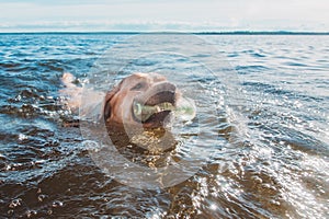 The dog swims towards the owner and holds a toy in his mouth