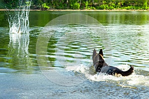 A dog swims in the water behind an abandoned stick aport. selective focus