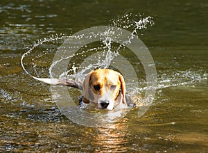 Beagle dog swishing a wet tail in a river. Beads of water frozen in the air.