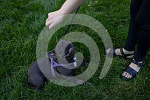 Dog with sympathetic eyes looks up and asks for food french bulldog follows the command for food