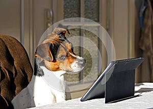 Dog with tablet