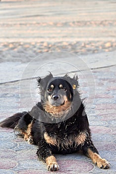 A dog with a tag in his ear lies on the sea beach on a summer day