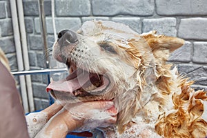 A dog takes a bath in a grooming salon. Akita Inu Bathing