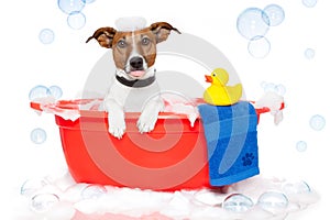 Dog taking a bath