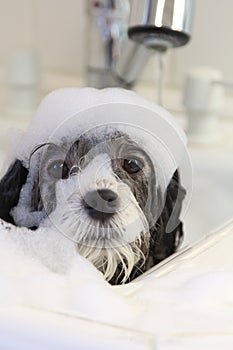 A dog taking a bath.