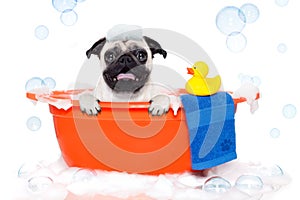 Dog taking a bath