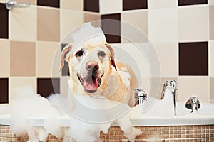 Dog taking a bath