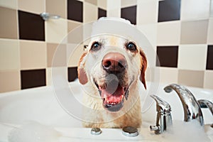 Dog taking a bath