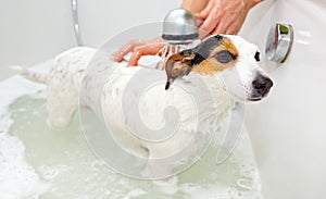 Der Hund bad Badewanne 