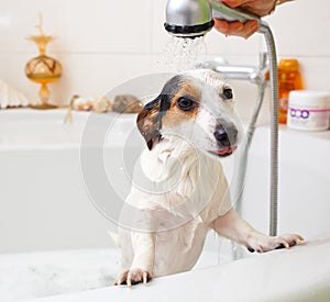 Dog taking a bath in a bathtub