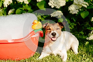 Dog taking a bath in a colorful bathtub with a plastic duck