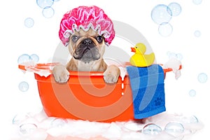 Dog taking a bath in a colorful bathtub with a plastic duck