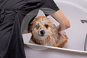 Dog Taking a Bath in a grooming salon. Funny Fluffy Welsh Corgi Pembroke portrait in a bathroom. Professional groomer