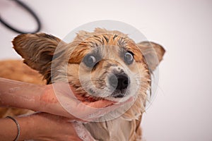 Dog Taking a Bath in a grooming salon. Funny Fluffy Welsh Corgi Pembroke portrait in a bathroom. Professional groomer