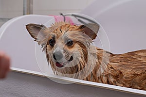 Dog Taking a Bath in a grooming salon. Funny Fluffy Welsh Corgi Pembroke portrait in a bathroom. Professional groomer