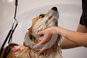 Dog Taking a Bath in a grooming salon. Funny Fluffy Welsh Corgi Pembroke portrait in a bathroom. Professional groomer
